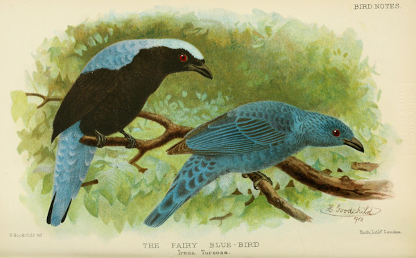 Asian Fairy Bluebird