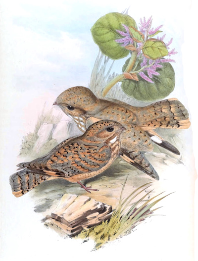 Sykes's nightjar