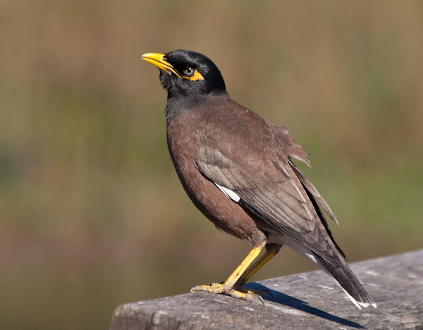 Common Myna