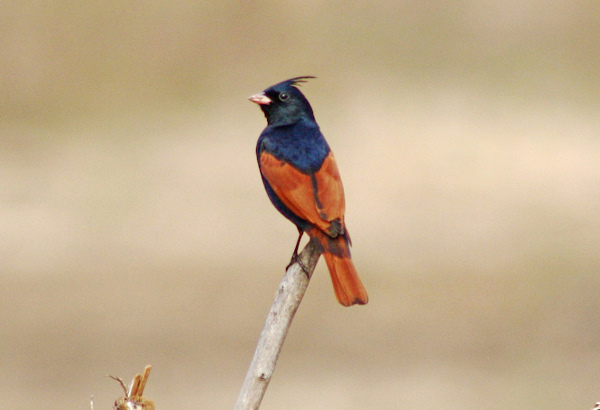 Crested Bunting