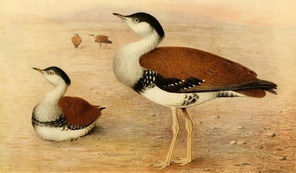 Great Indian Bustard