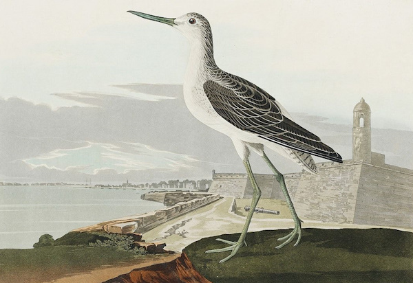 Greenshank