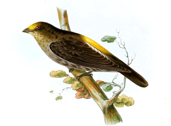 Yellow-rumped Honeyguide