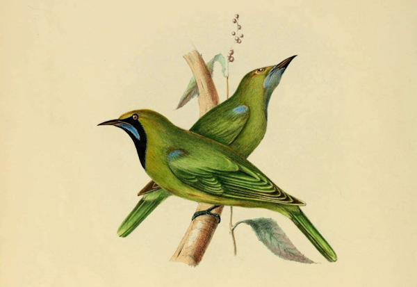 Jerdon's Leafbird