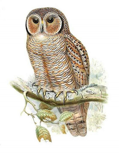 Mottled Wood Owl