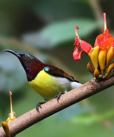 Purple-rumped Sunbird