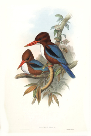 White-throated Kingfisher